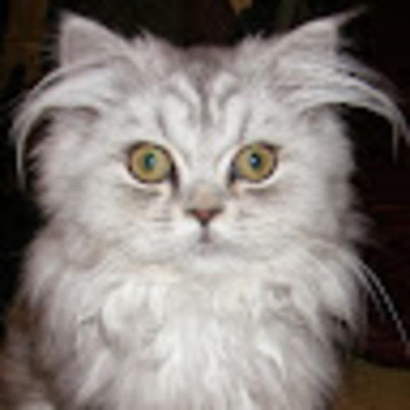 Meet your Posher, Caitlin - Picture 1 of 1